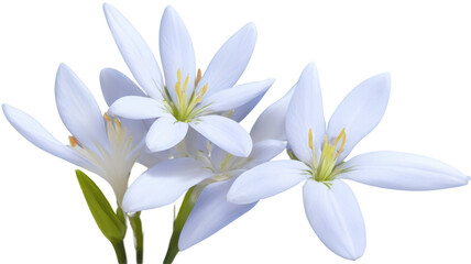 Obraz premium Glory of the snow