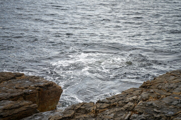 kelp in water Australia on rocks