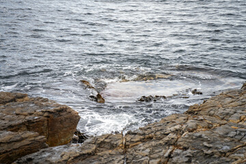 kelp in water Australia on rocks