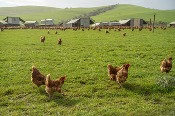free range chicken farm with chook tractors and guardian dogs