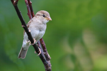 Haussperling / House sparrow / Passer domesticus.