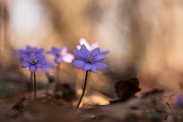 Przylaszczki w lesie, wiosenne tło, wiosna 2025. © Elżbieta Kaps