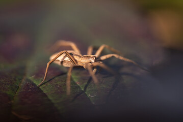Pająk w lesie na liściu. 