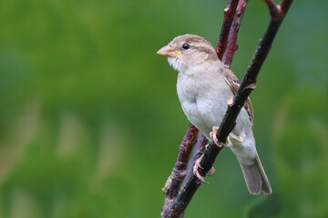 Haussperling / House sparrow / Passer domesticus.