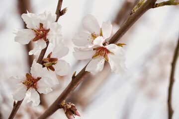 Delicate Almond Blossom in Full Bloom.