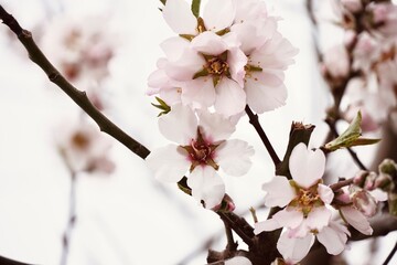 Delicate Almond Blossom in Full Bloom.
