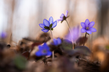 Przylaszczki w lesie, wiosenne tło, wiosna 2025. © Elżbieta Kaps