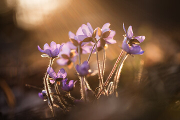 Przylaszczki w lesie, wiosenne tło, wiosna 2025. © Elżbieta Kaps