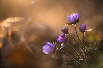 Przylaszczki w lesie, wiosenne tło, wiosna 2025. © Elżbieta Kaps