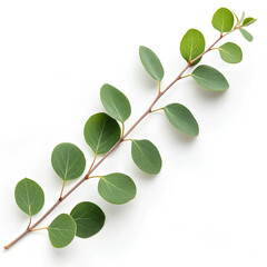 Naklejka premium feuille, plante, isolé, nature - macro, fraîcheur, vert, frais, environnement, botanique, herbe, flore, fond blanc, 