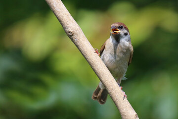 Feldsperling / Eurasian tree sparrow / Passer montanus