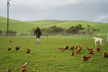 poultry farm with red chickens