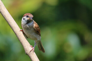 Feldsperling / Eurasian tree sparrow / Passer montanus