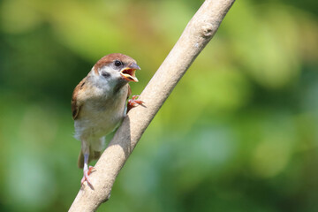 Feldsperling / Eurasian tree sparrow / Passer montanus