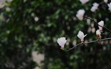 White magnolia flower on a branch with blurred background and copy space