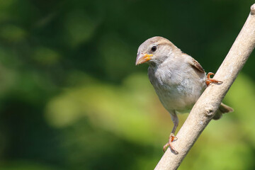 Obraz premium Haussperling / House sparrow / Passer domesticus.