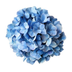 Hydrangea Blossom: A stunning close-up of a vibrant blue hydrangea, showcasing its delicate petals and intricate details.