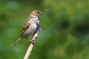 Feldsperling / Eurasian tree sparrow / Passer montanus
