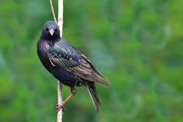 Gemeiner Star / Common starling / Sturnus vulgaris