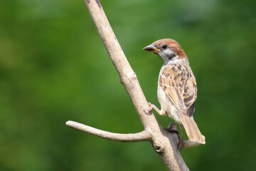 Feldsperling / Eurasian tree sparrow / Passer montanus