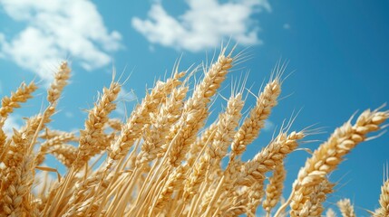 Fototapeta premium Golden wheat field against a clear sky (1)