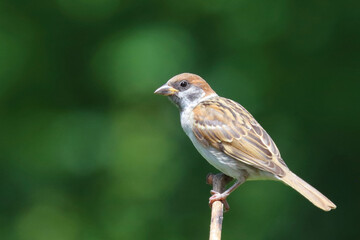 Feldsperling / Eurasian tree sparrow / Passer montanus