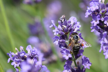  Biene / Bee / Apiformes
