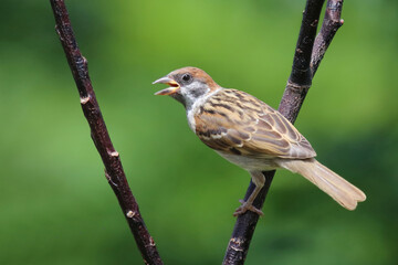 Feldsperling / Eurasian tree sparrow / Passer montanus