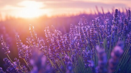 Lavender field bathed in golden light at sunset evokes tranquility