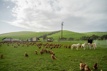 free range chicken farm with chook tractors and guardian dogs