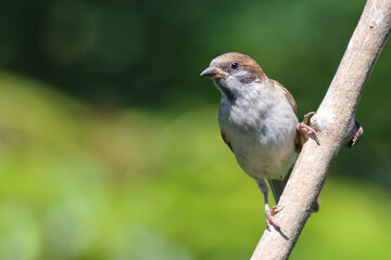 Feldsperling / Eurasian tree sparrow / Passer montanus