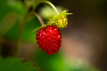 European strawberry or wild strawberry (Fragaria vesca) with a fresh red fruit