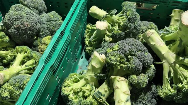 Fresh broccoli displayed in green crates at grocery store