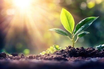 Young seedling sprouting from rich soil isolated