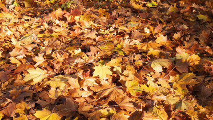 fall yellow background