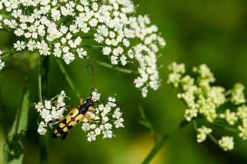 spotted longhorn (rutpela maculata) feeding pollen on white umbelliferous plant 