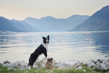 A Border Collie and a small brown dog stand near a calm lake, with mountains in the distance. Their...