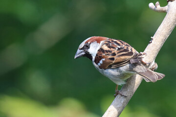 Haussperling / House sparrow / Passer domesticus