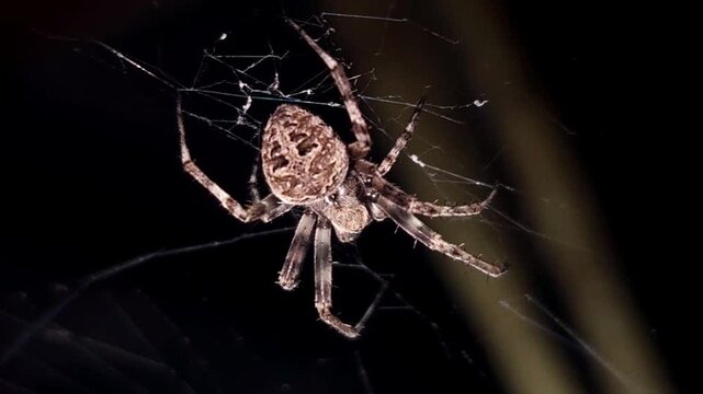 A large orb spider is crawling on its sticky web in the dark background. Insect in nature, Beautiful Cinematic close-up background, micro animal wildlife macro close up shot