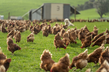 free range chicken farm with chook tractors and guardian dogs