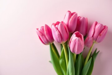 Fototapeta premium Cluster of pink tulips against a white and pink ombre background , flora, floral design, white