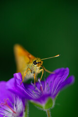 large skipper, a small butterfly (ochlodes sylvanus) is sucking on a blossom of a geranium or...