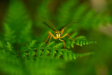 banchus volutatorius is an ichneumon wasp species which is a parasitic wasp