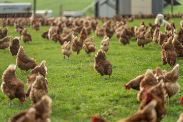 poultry farm with red chickens