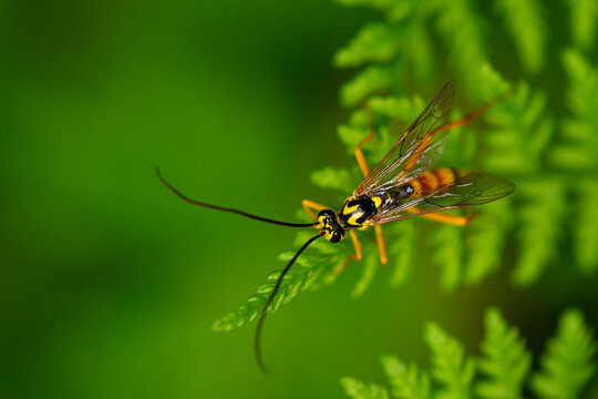 banchus volutatorius is an ichneumon wasp species which is a parasitic wasp