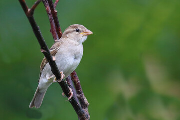Obraz premium Haussperling / House sparrow / Passer domesticus.
