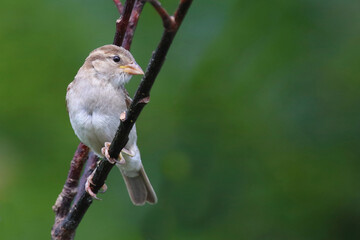 Haussperling / House sparrow / Passer domesticus.