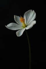 Fototapeta premium Deep black backdrop, single delicate white flower, shadow, blossom, delicate