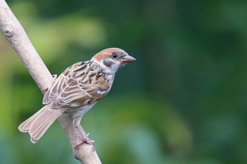 Feldsperling / Eurasian tree sparrow / Passer montanus