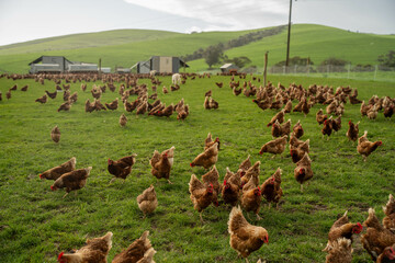 poultry farm with red chickens